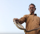 The snake-catching tribe saving lives in India