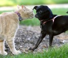 Ophelia (R), a chihuahua, gets a close look at a cat before the pair took part in the Blessing of the Animals ceremony at the Washington National Cathedral October 4, 2006 in Washington, DC