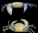 New Crab Species Discovered; Named After 2 Main Characters in Harry Potter!