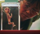 NANJING, CHINA - OCTOBER 26: (CHINA OUT) A woman views an embryo specimen during the 'Human Body's Wonder Scientific Travelling Exhibition' October 26, 2007 in Nanjing of Jiangsu Province, China. The exhibition displays eight complete real human body spec