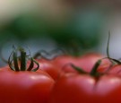 The Royal Horticultural Society's 2015 Harvest Festival Show