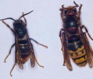 FRANCE-RESEARCH-SCIENCES-BEEKEEPING-ASIAN-HORNET