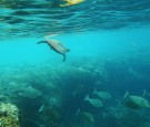 Scenes Of Lady Elliot Barrier Reef Eco Island