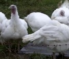 FEARS OF BIRD FLU AFTER SEVERAL OUTBREAKS HIT FARMS IN EUROPE