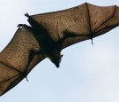 Grey-Headed Flying Foxes To Be Relocated From Royal Botanic Gardens