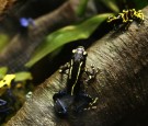 Media Preview Is Held For New Frog Exhibit