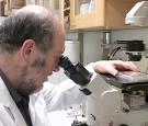 Stanford University To Develop Human Embryo Stem Cells