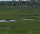 Intro to Salt Marshes