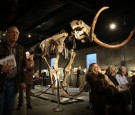 Auction Of A Complete Woolly Mammoth Skeleton