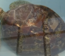 Surgeons Removed 915 Swallowed Coins From 25-Year-Old Sea Turtle 'Bank'