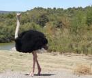 Ostriches Existed In India Over 25,000 Years Ago, Study Finds