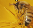 This Vibrating Bumblebee Unlocks a Flower's Hidden Treasure | Deep Look