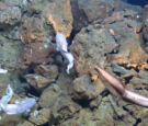 Scientist discovers hydrothermal vents from the bottom of the pacific ocean