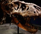 A general view of the skull, jaw, rib cage and teeth of Trix the female T-Rex exhibition at the Naturalis or Natural History Museum of Leiden on October 17, 2016 in Leiden, Netherlands