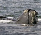 Endangered Right Whales Arrive in Cape Cod in 'mindblowing' Numbers