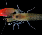 Say Hello To Newly Discovered 'Pink Floyd' Shrimp