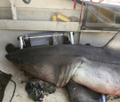 9-foot shark leaps in boat