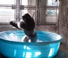 Breakdancing Gorilla Enjoys Pool Behind-the-Scenes