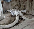 Mammoth Skeletons Dated 15,000 Years Old Discovered in Mexico