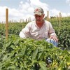 Bill Allows Illegal Immigrant Farmers to acquire a Green Card in the US