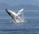 Humpback whale in Gorgona