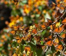 Mexico's butterfly monarchs