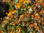 Mexico's butterfly monarchs
