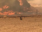 Environmental Effects of Australia Wildfire Will Linger for Years to Come