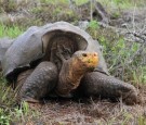 Galápagos Tortoise Diego will be released to the Wild after Fathering Hundreds through a Breeding Project