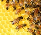 Puerto Rico Earthquake Causes Bees to Abandon Their Hives in Confusion