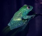 Glass Frog