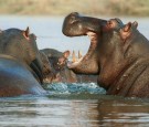 How Pablo Escobar's Pet Hippos Are Destroying the Ecosystem in Colombia