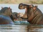 How Pablo Escobar's Pet Hippos Are Destroying the Ecosystem in Colombia