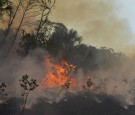 Deforestation in Brazil