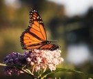 Bodies of Two Conservationists in Mexico’s Monarch Butterfly Sanctuary Discovered