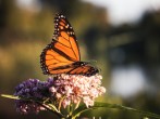 Bodies of Two Conservationists in Mexico’s Monarch Butterfly Sanctuary Discovered