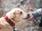 Millennials More Likely to Spend Money on Valentine Gifts for Pets