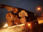 Brazilian Indigenous Tribe Creates Group to Prevent Illegal Logging