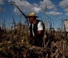 Mexican farmer