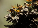 Why Mexico May Disrupt Butterfly Migration