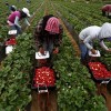 Mexican farmworkers