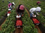 Mexican farmworkers