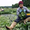 Latino and Hispanic farm workers