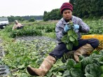 Latino and Hispanic farm workers