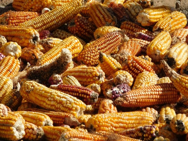 Mexico Officially Includes Native Corn As Part of National Heritage, Passes Law To Prevent ‘Intellectual Plundering’