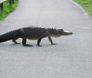 Gator on the Street