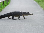 Gator on the Street