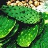 Nopalitos Spineless Prickly Pear Cactus Pads