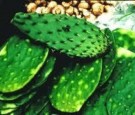 Nopalitos Spineless Prickly Pear Cactus Pads