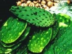 Nopalitos Spineless Prickly Pear Cactus Pads